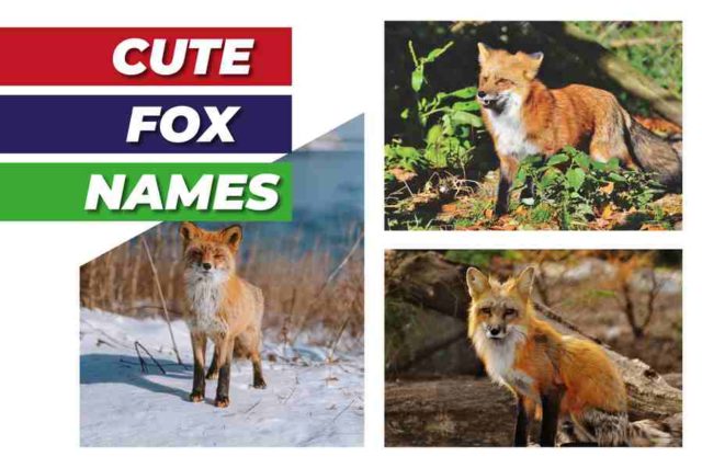 250 Cute Fox Names: Tips, Ideas, And Fifty Adorable And Original Names
