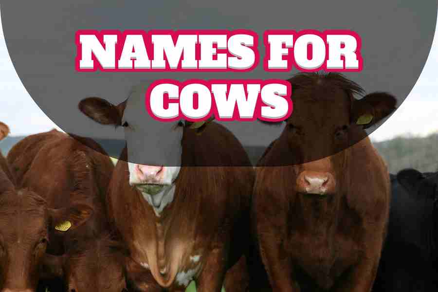 Names For Cows