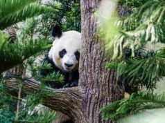 200 Polar Bear Names: A History Of Naming Practices Polar Bear Names
