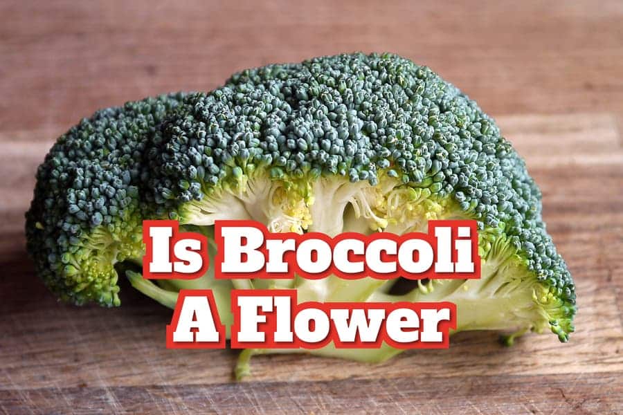 Is Broccoli A Flower