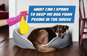 What Can I Spray To Keep My Dog From Peeing In The House ? Spray Away The Problem   what can i spray to keep my dog from peeing in the house