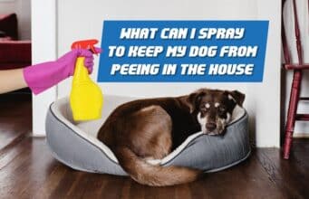 What Can I Spray To Keep My Dog From Peeing In The House ? Spray Away The Problem what can i spray to keep my dog from peeing in the house