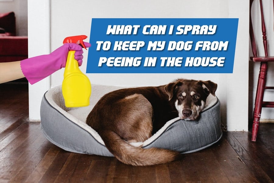 what can i spray to keep my dog from peeing in the house