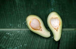 Can You Eat An Unripe Avocado? Mastering Unripe Avocados Can You Eat An Unripe Avocado