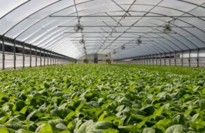 How To Design The Perfect Greenhouse? How To Design The Perfect Greenhouse