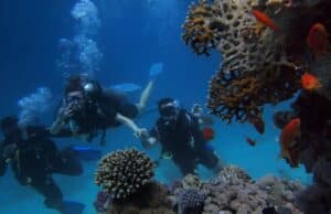 Can You Split Your Diving Trips Between Different Dive Centers Can You Split Your Diving Trips Between Different Dive Centers