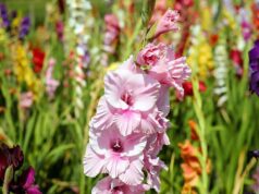 Can I Leave Gladiolus Bulbs In The Ground: The Pros And Cons Of Leaving Gladiolus Bulbs In The Ground Can I Leave Gladiolus Bulbs In The Ground