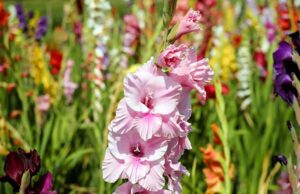 Can I Leave Gladiolus Bulbs In The Ground: The Pros And Cons Of Leaving Gladiolus Bulbs In The Ground Can I Leave Gladiolus Bulbs In The Ground