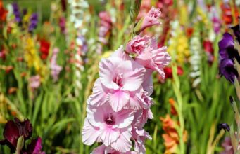 Can I Leave Gladiolus Bulbs In The Ground: The Pros And Cons Of Leaving Gladiolus Bulbs In The Ground Can I Leave Gladiolus Bulbs In The Ground