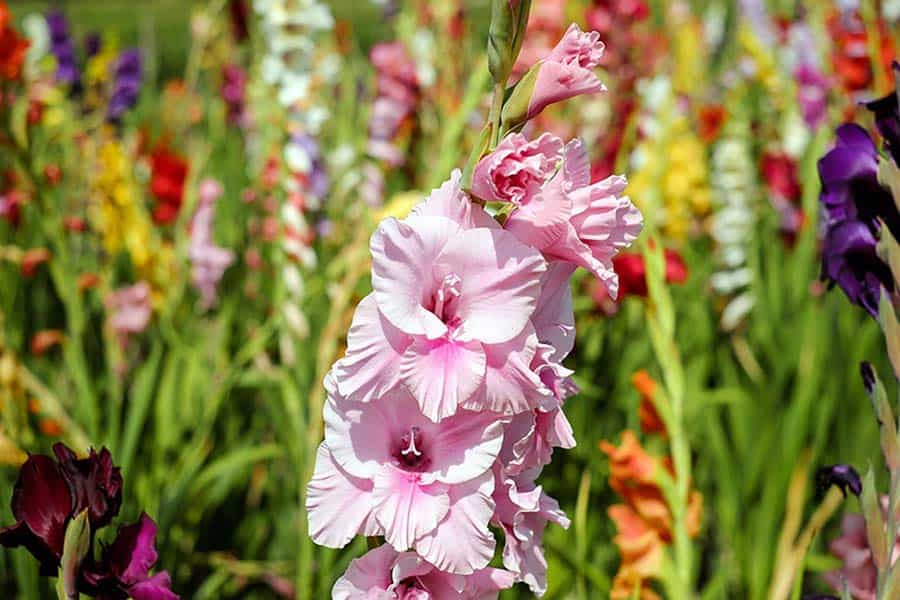 Can I Leave Gladiolus Bulbs In The Ground