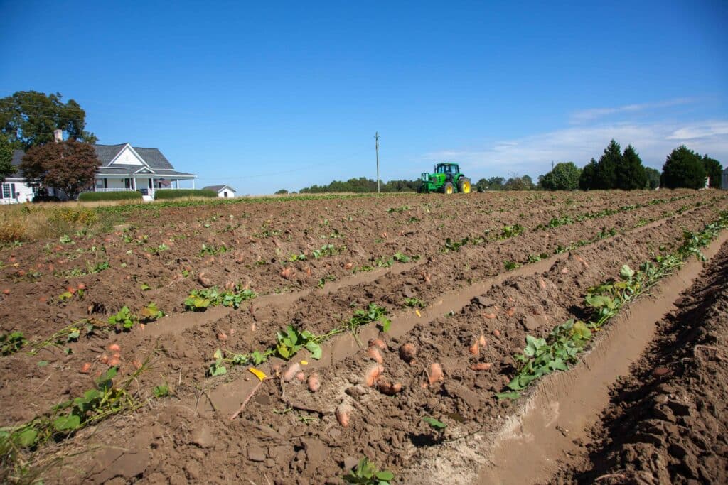 Can You Plant Potatoes In The Fall