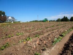 Can You Plant Potatoes In The Fall: The Art Of Growing Potatoes In Autumn Can You Plant Potatoes In The Fall