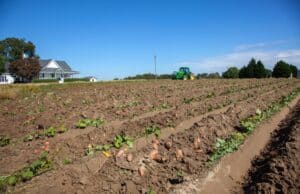 Can You Plant Potatoes In The Fall: The Art Of Growing Potatoes In Autumn Can You Plant Potatoes In The Fall