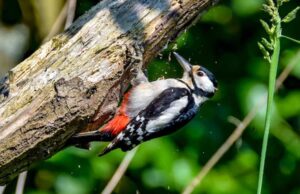 Do Woodpeckers Kill Trees: Investigating Whether Woodpeckers Can Kill Trees Do Woodpeckers Kill Trees