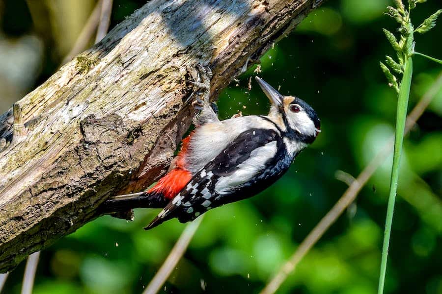 Do Woodpeckers Kill Trees