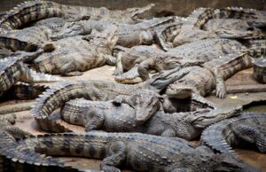 Are There Alligators In Tennessee Lakes: Debunking Myths Are There Alligators In Tennessee Lakes