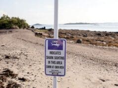 Florida Continues Reign as Global Shark Attack Hotspot Florida Continues Reign as Global Shark Attack Hotspot