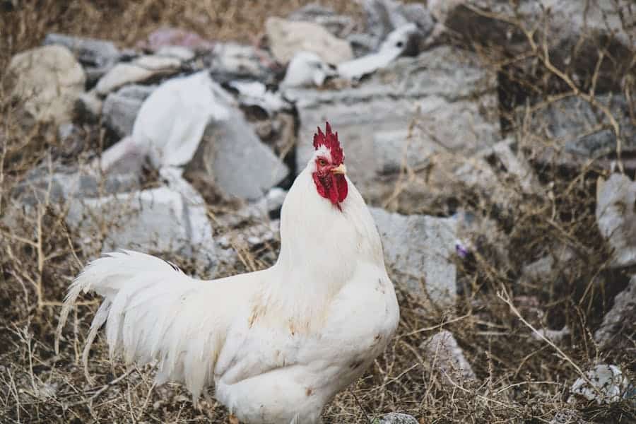 Are There Wild Chickens In America