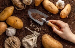When Do You Plant Potatoes? Tips by Climate & Region When Do You Plant Potatoes?
