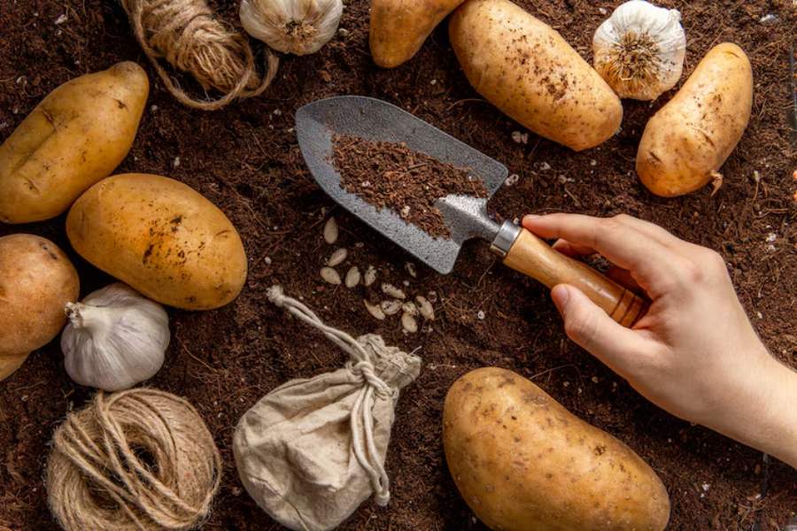 When Do You Plant Potatoes?